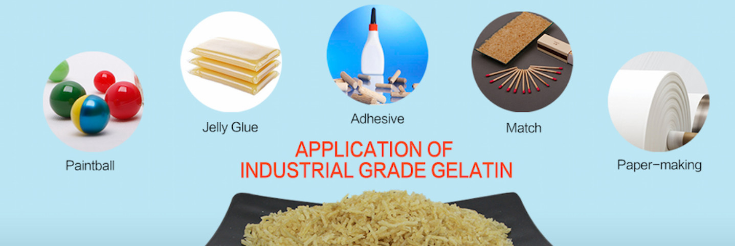Qualität Gelatine usine