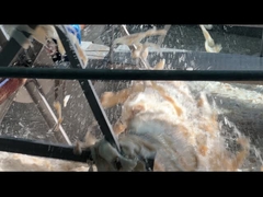 Gelatinstabilisatoren für Nahrungsmittel aus Rindfleischhaut Gelatinehydrolyse Halal